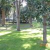 Un parco con erba verde, alberi e palme al sole.