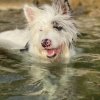 Cane bianco e nero nuota nell'acqua, con il muso bagnato.